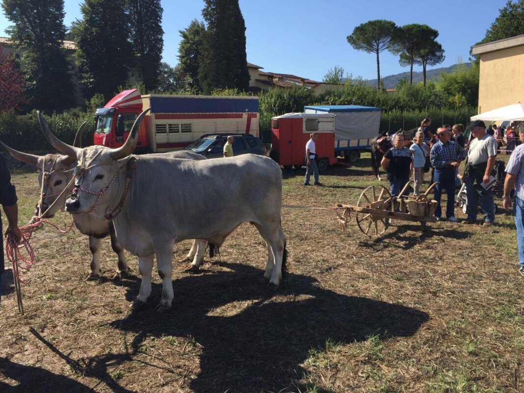 fiera casalguidi