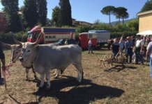 Fiera di Casalguidi, è polemica sul contributo ministeriale fiera casalguidi