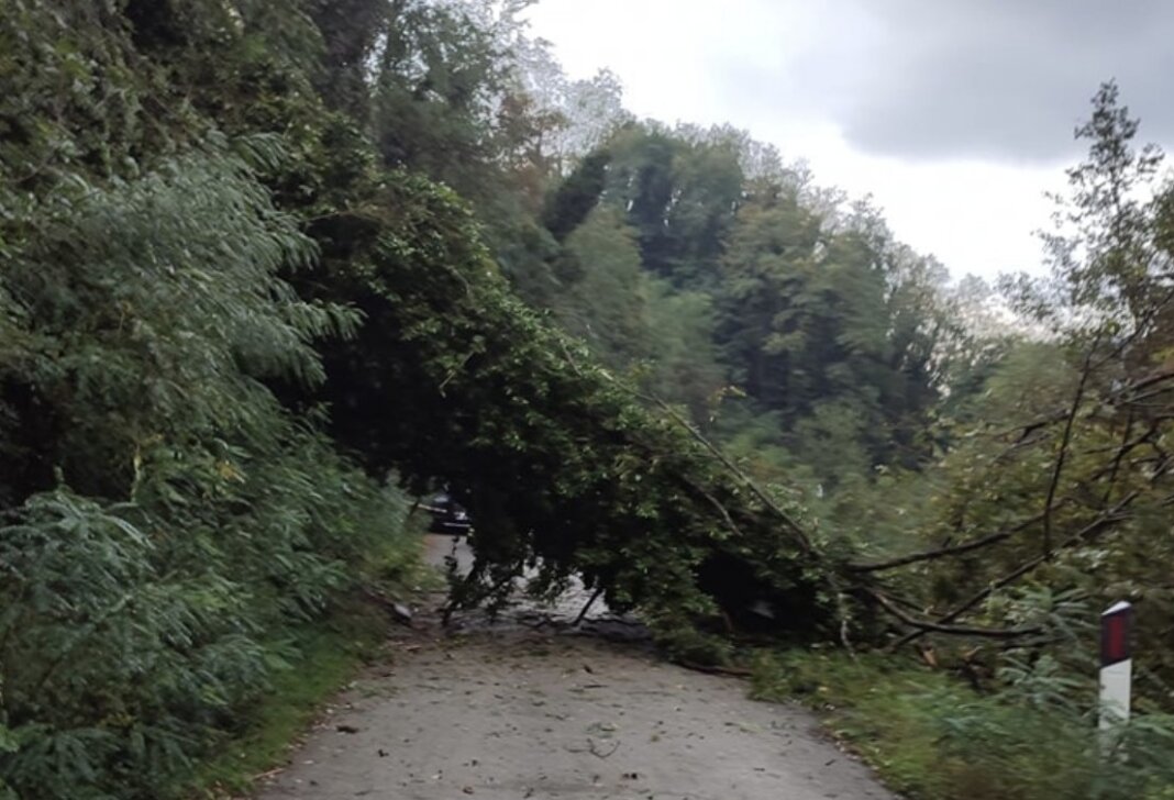 Via per Medicina interrotta per un albero caduto