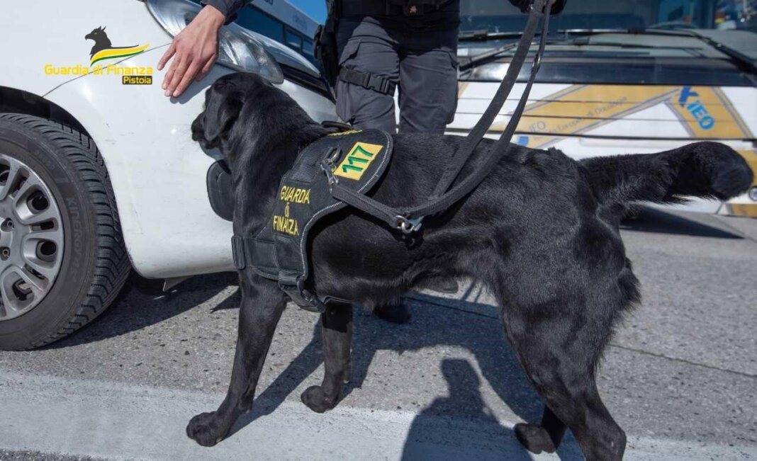 Giro di vite contro l'uso di droghe nel Pistoiese: in 36 segnalati alla Prefettura