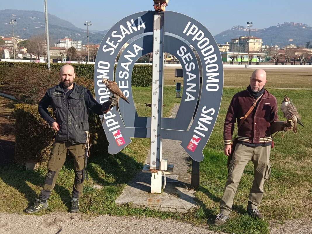 All'ippodromo Sesana la gara di velocità di falchi e poiane da competizione