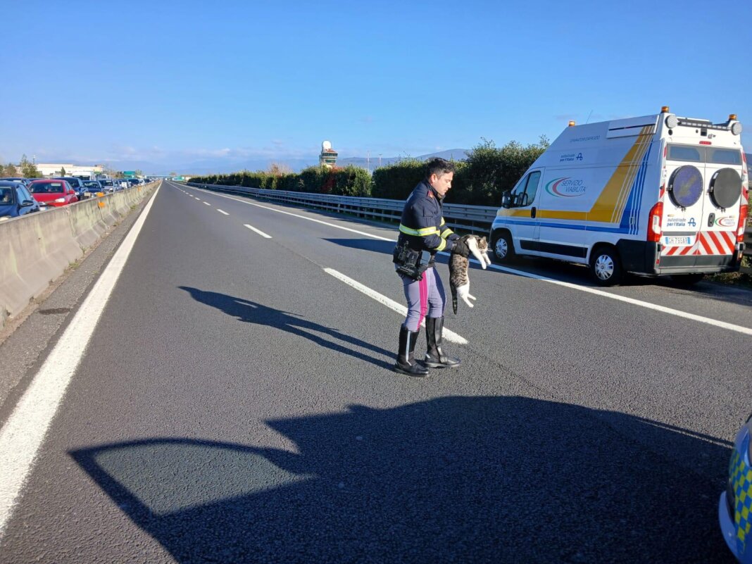 Salvato da una pattuglia della Polstrada un gatto finito sulla A11