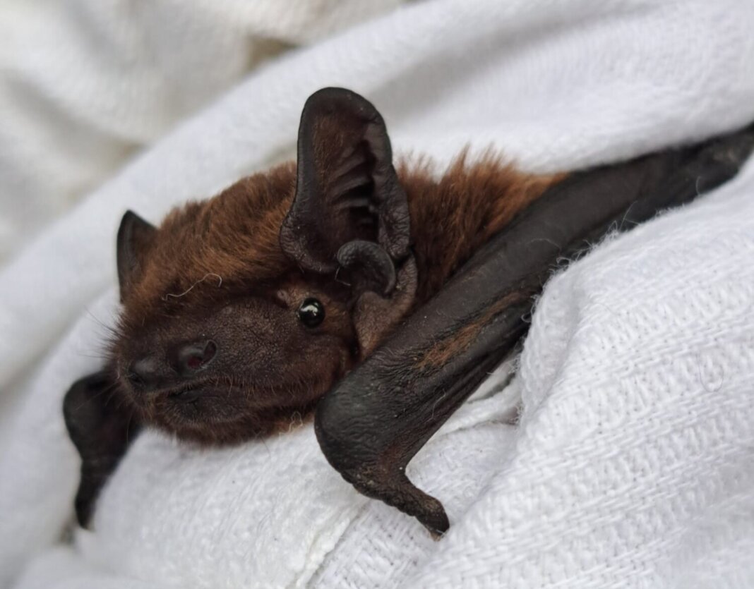 Pipistrello