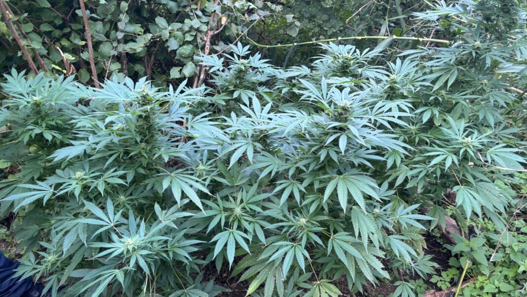 Piantagione di marijuana nei boschi di Sambuca Pistoiese: denunciato un 27enne italiano.