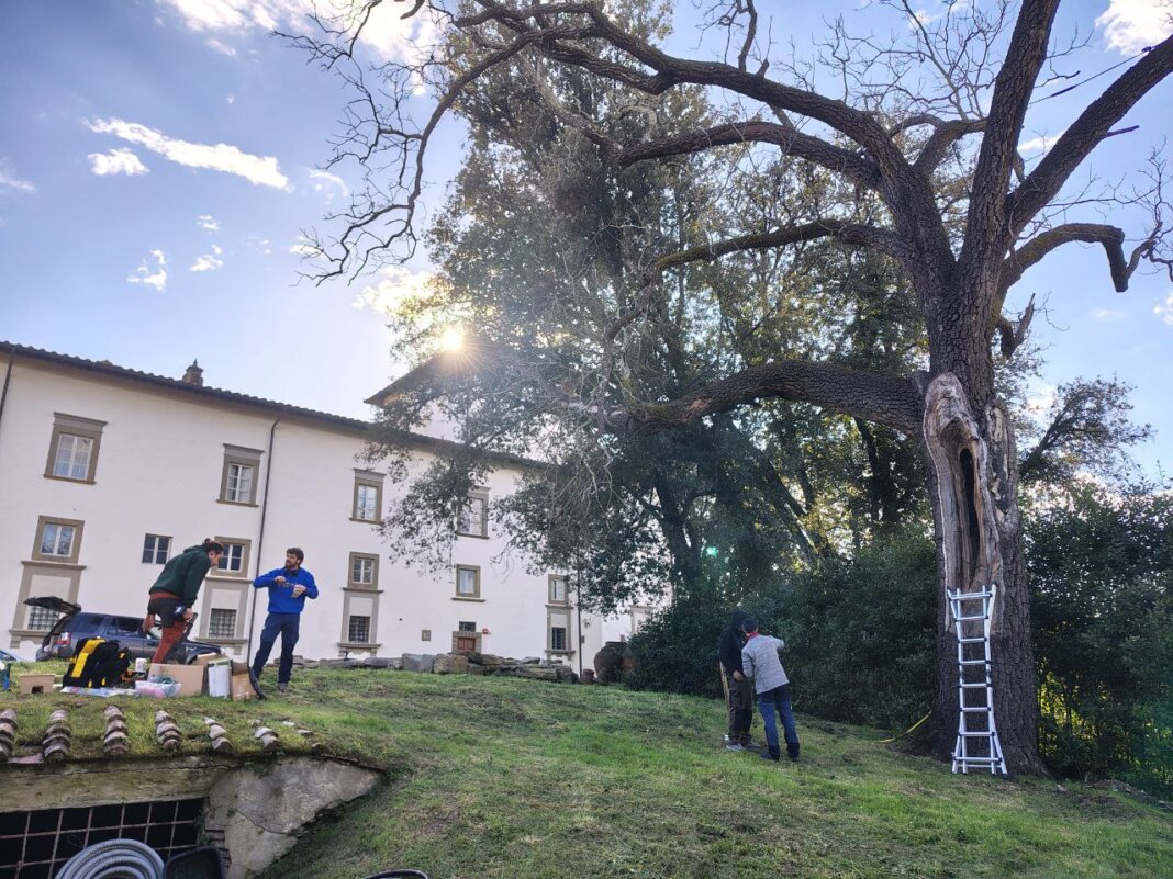 Completato il monitoraggio di tre alberi monumentali all'interno del complesso di Villa La Magia Completato il monitoraggio di tre alberi monumentali all'interno del complesso di Villa La Magia